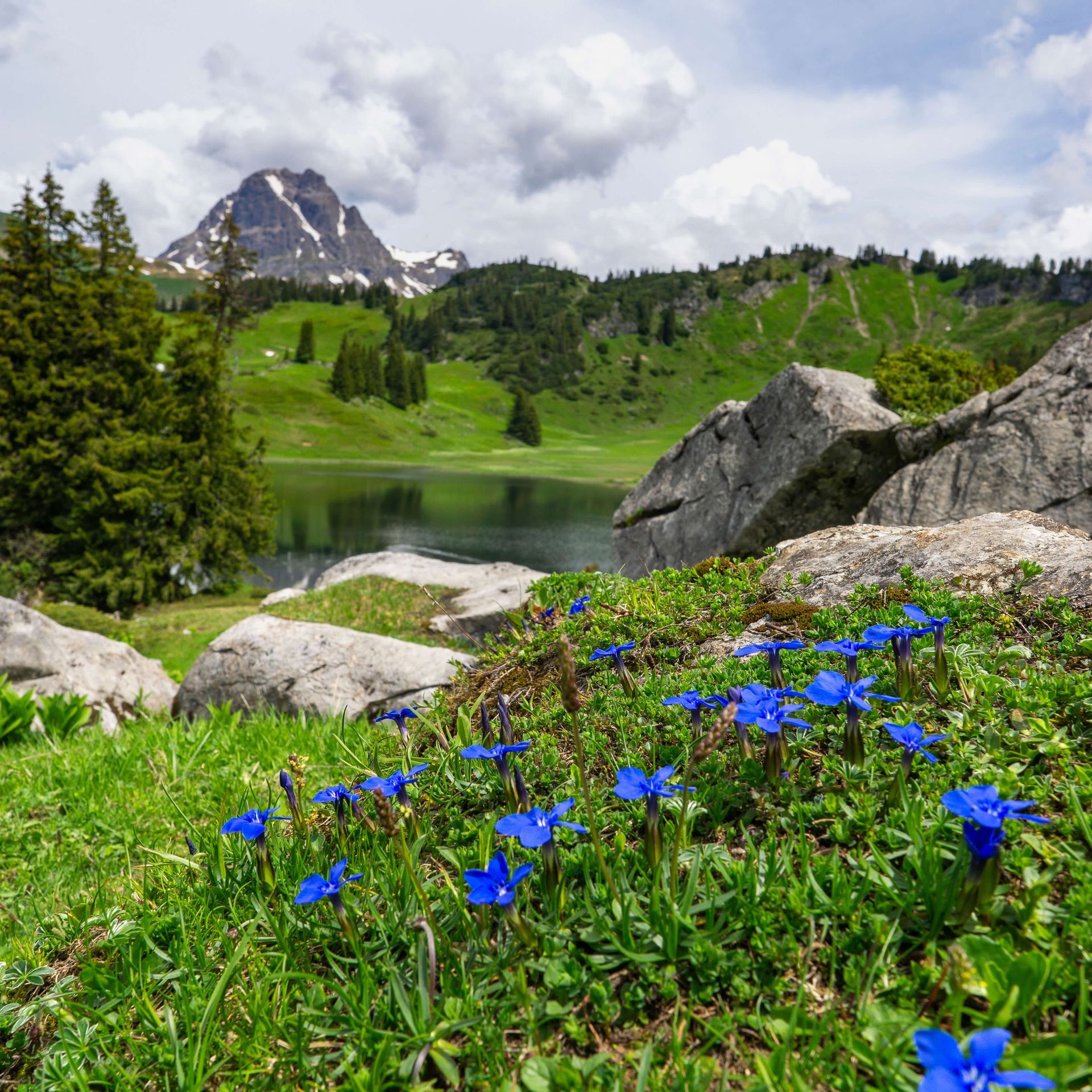 Gebirgswiese mit blauem Enzian